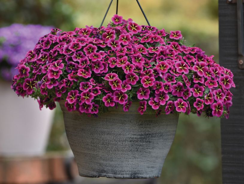 AUTO-DRAFT от Завода ФЛОРА