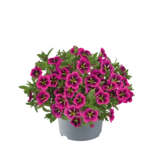 AUTO-DRAFT от Завода ФЛОРА