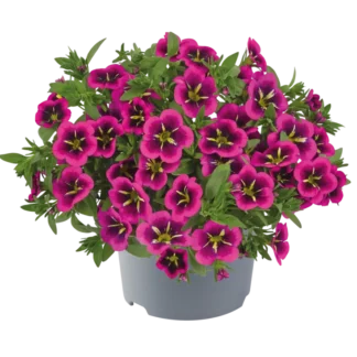 AUTO-DRAFT от Завода ФЛОРА