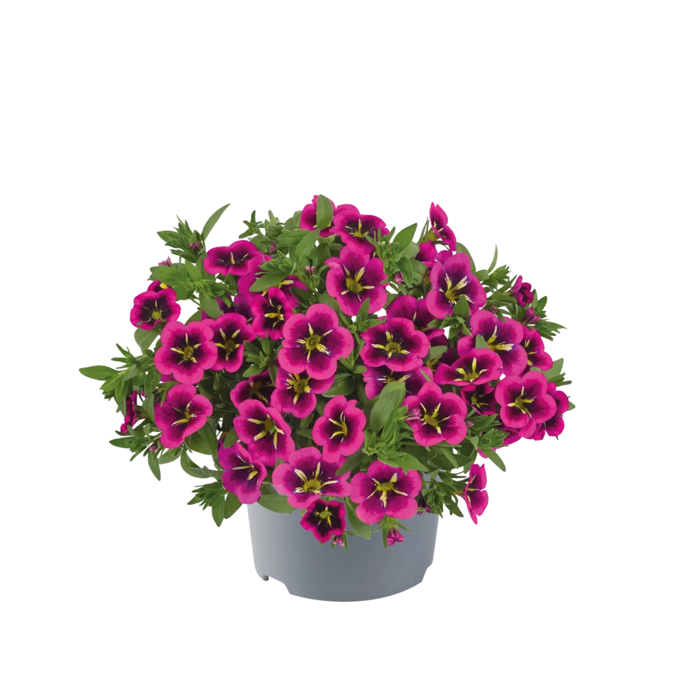 AUTO-DRAFT от Завода ФЛОРА