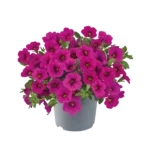 AUTO-DRAFT от Завода ФЛОРА