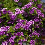 AUTO-DRAFT от Завода ФЛОРА