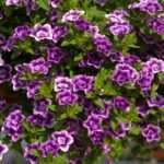 AUTO-DRAFT от Завода ФЛОРА