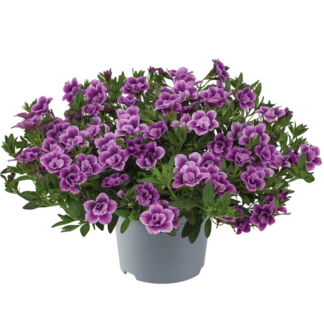 AUTO-DRAFT от Завода ФЛОРА