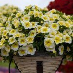 AUTO-DRAFT от Завода ФЛОРА