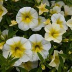 AUTO-DRAFT от Завода ФЛОРА