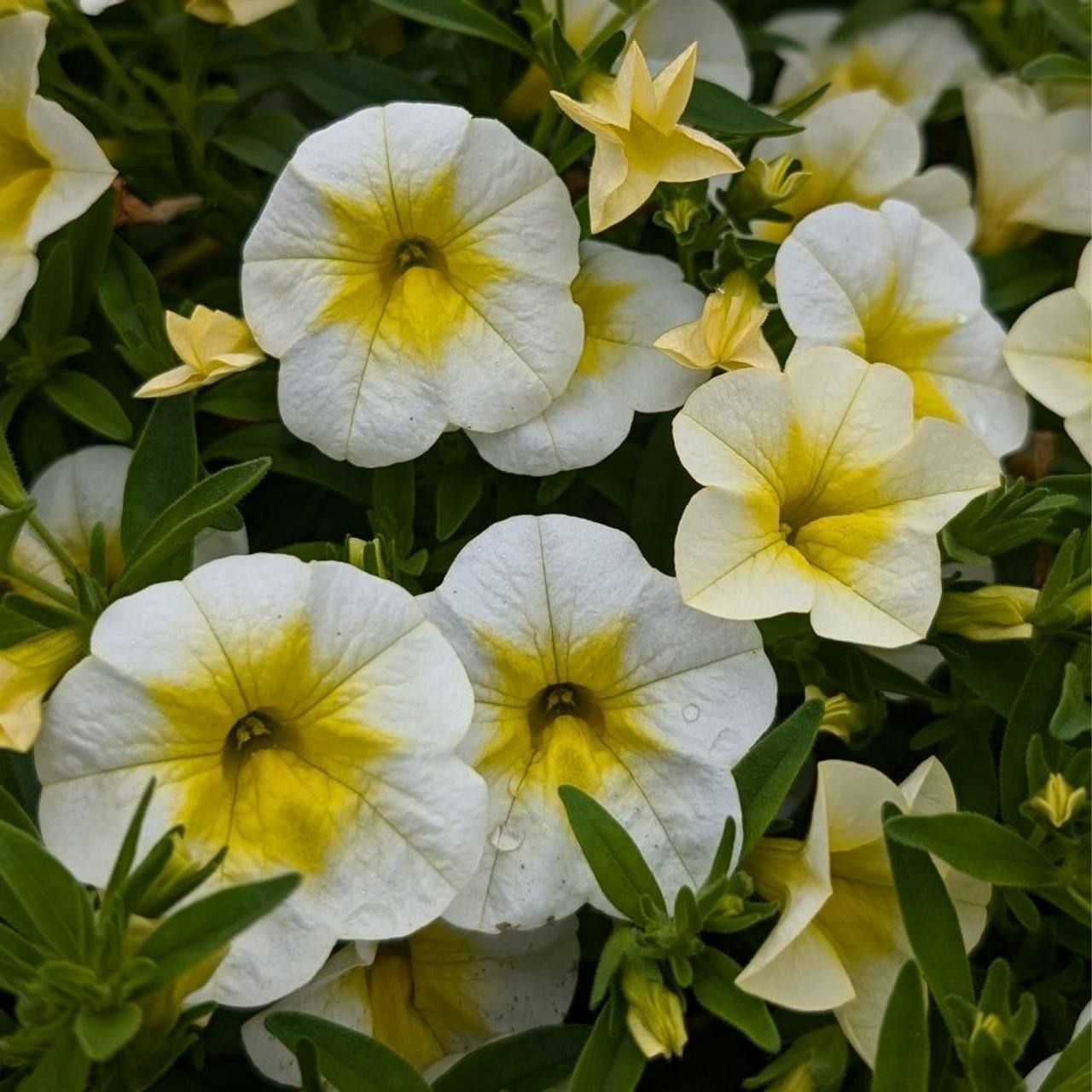 AUTO-DRAFT от Завода ФЛОРА