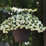 AUTO-DRAFT от Завода ФЛОРА