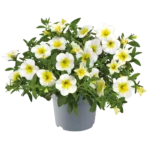 AUTO-DRAFT от Завода ФЛОРА