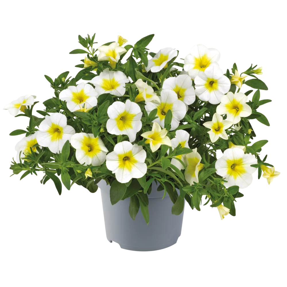 AUTO-DRAFT от Завода ФЛОРА