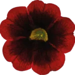 AUTO-DRAFT от Завода ФЛОРА