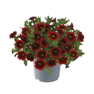 AUTO-DRAFT от Завода ФЛОРА