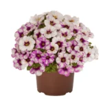 AUTO-DRAFT от Завода ФЛОРА