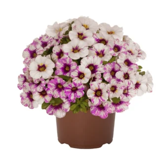 AUTO-DRAFT от Завода ФЛОРА