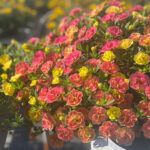 AUTO-DRAFT от Завода ФЛОРА