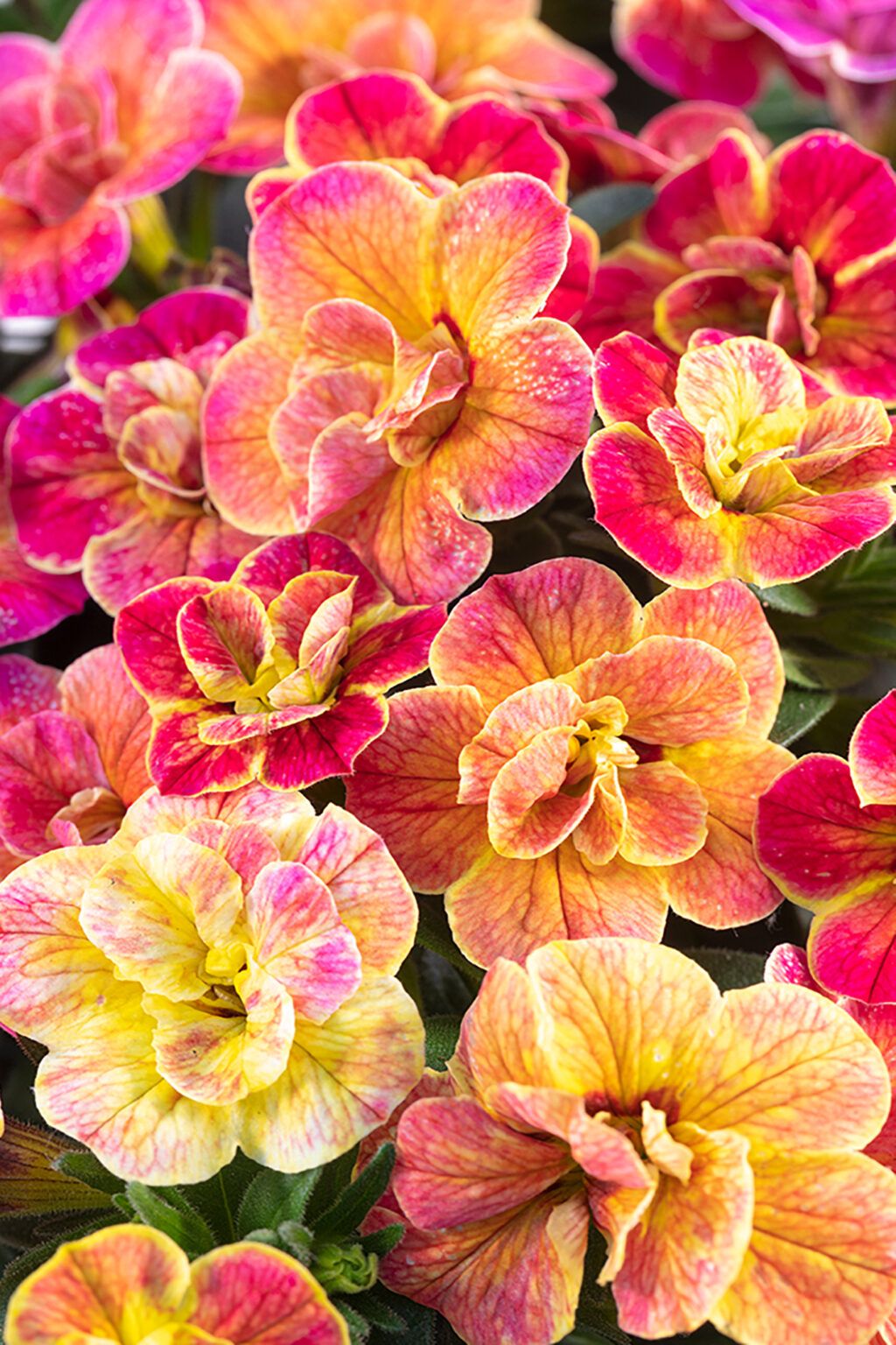 Калибрахоа Chameleon Double 4 Desert Rose (0,1л) от Завода ФЛОРА