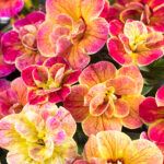 AUTO-DRAFT от Завода ФЛОРА