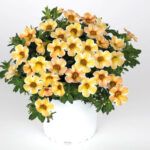 AUTO-DRAFT от Завода ФЛОРА