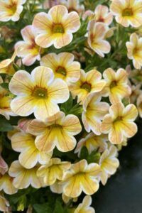 Калибрахоа Caliloco Caramel (0,1л)