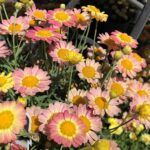 AUTO-DRAFT от Завода ФЛОРА