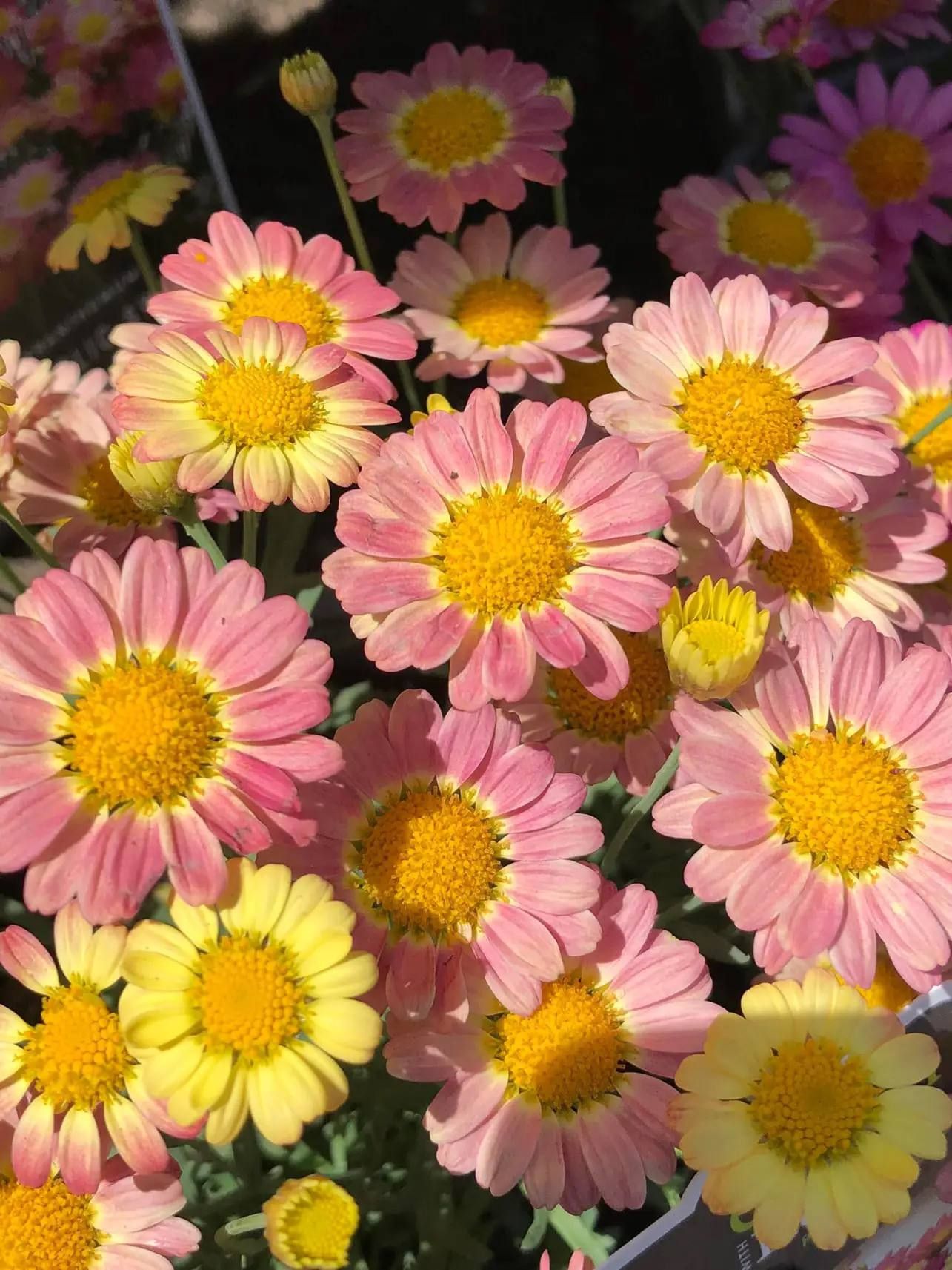 AUTO-DRAFT от Завода ФЛОРА