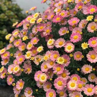 AUTO-DRAFT от Завода ФЛОРА