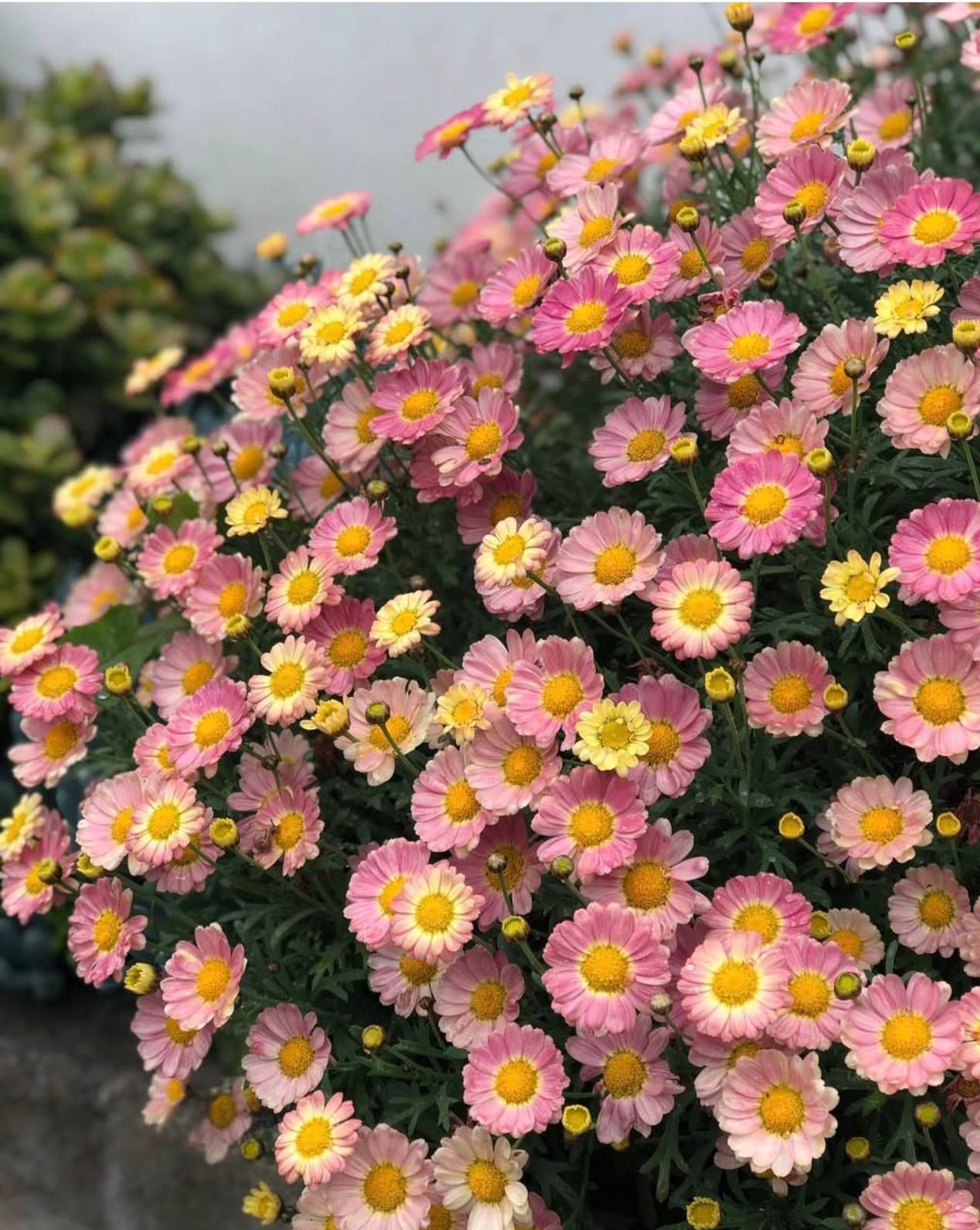 AUTO-DRAFT от Завода ФЛОРА