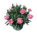 Гвоздика Oscar Pink Heart (0,1л) от Завода ФЛОРА