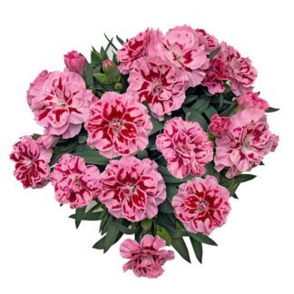 Гвоздика Oscar Pink Heart (0,1л) от Завода ФЛОРА