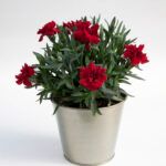 Гвоздика Oscar Dark Red (0,1л) от Завода ФЛОРА