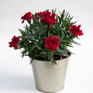 Гвоздика Oscar Dark Red (0,1л) от Завода ФЛОРА