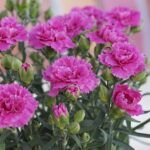 Гвоздика Super Trouper Macy (0,1л) от Завода ФЛОРА