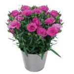 Гвоздика Super Trouper Macy (0,1л) от Завода ФЛОРА