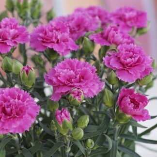 Гвоздика Super Trouper Macy (0,1л) от Завода ФЛОРА