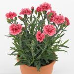 Гвоздика Super Trouper Elise (0,1л) от Завода ФЛОРА