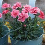 Гвоздика Super Trouper Elise (0,1л) от Завода ФЛОРА