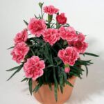 Гвоздика Super Trouper Elise (0,1л) от Завода ФЛОРА