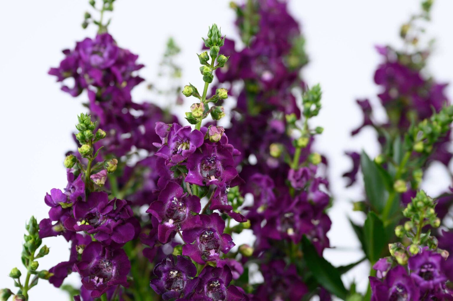 Ангелония Alonia Big Grape (0,1л) от Завода ФЛОРА