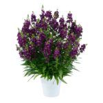 AUTO-DRAFT от Завода ФЛОРА