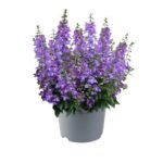 AUTO-DRAFT от Завода ФЛОРА