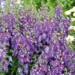 AUTO-DRAFT от Завода ФЛОРА