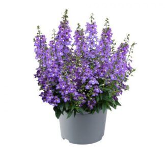 AUTO-DRAFT от Завода ФЛОРА