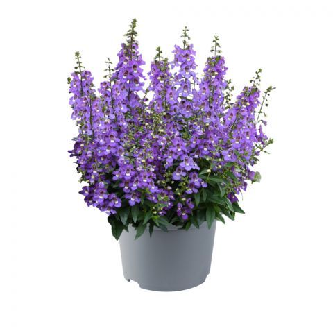 AUTO-DRAFT от Завода ФЛОРА