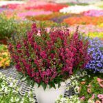 AUTO-DRAFT от Завода ФЛОРА