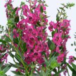 AUTO-DRAFT от Завода ФЛОРА