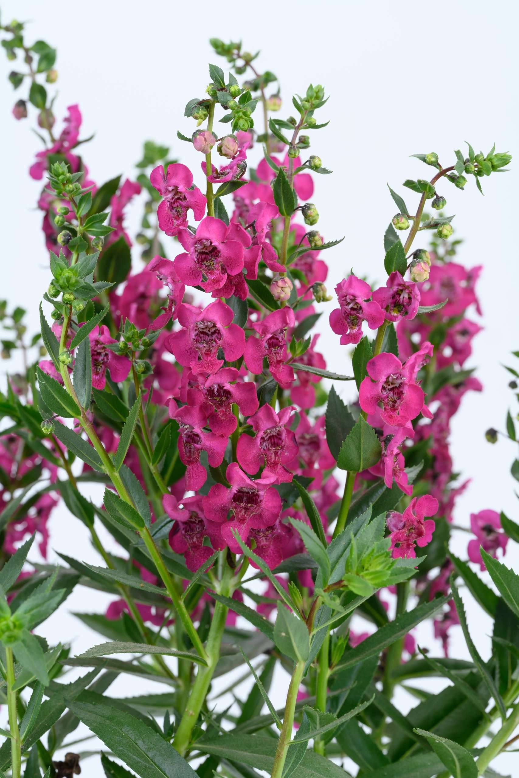 AUTO-DRAFT от Завода ФЛОРА