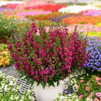 AUTO-DRAFT от Завода ФЛОРА