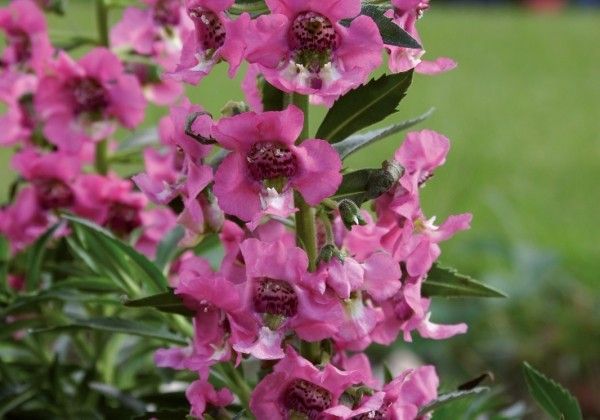 Ангелония Adessa Pink от Завода ФЛОРА