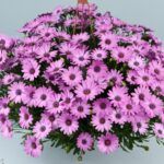 AUTO-DRAFT от Завода ФЛОРА