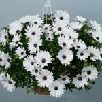 AUTO-DRAFT от Завода ФЛОРА